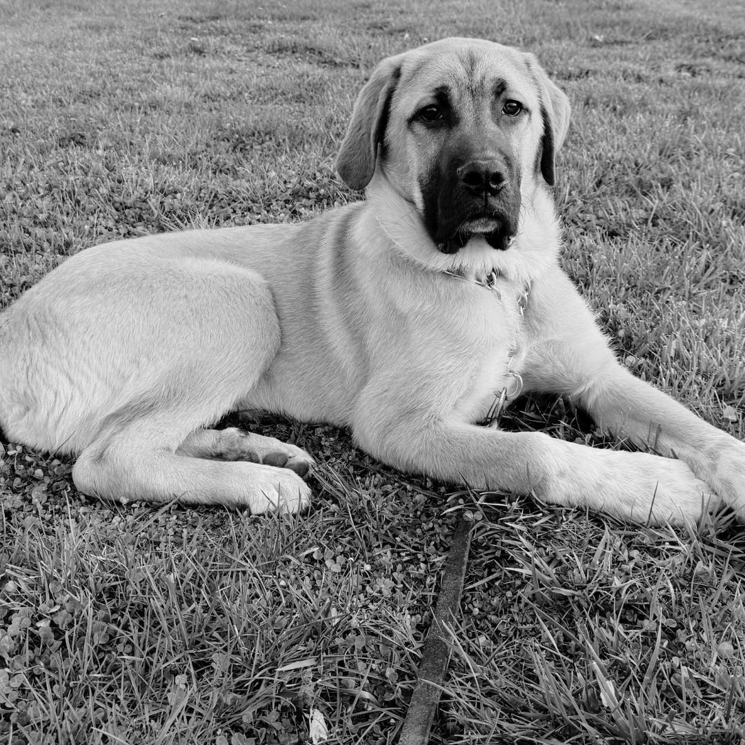 Remi BW Photo